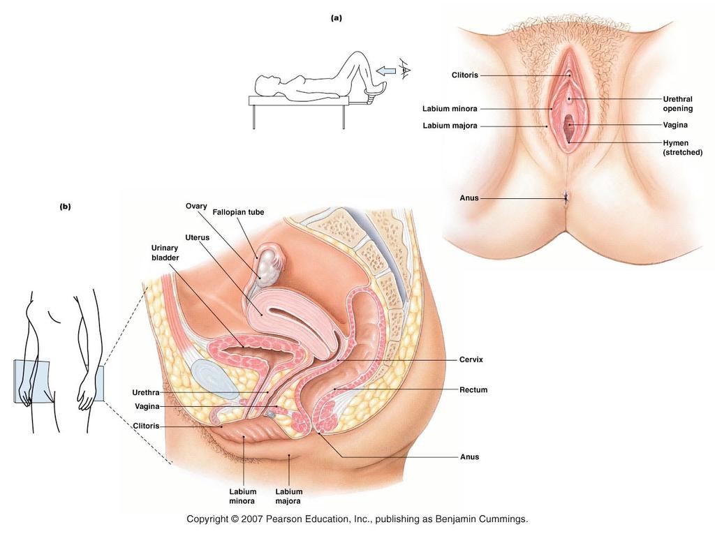 External Genitalia Greater Vestibular Glands Secretions serve as lubricants for vaginal opening Clitoris Concentration of sensory neurons Becomes engorged with blood during sexual arousal Focus for