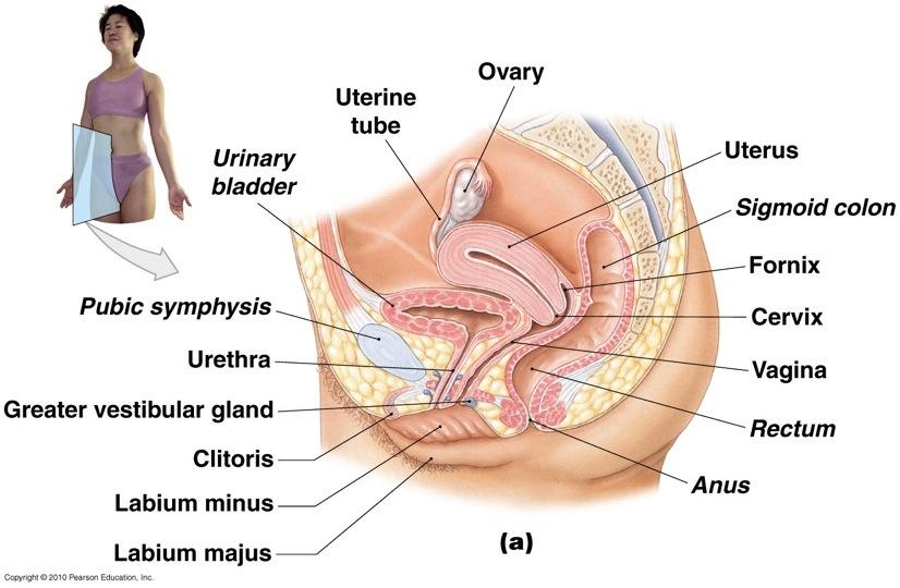 Ovaries Uterine (Fallopian) Tubes Typical site of