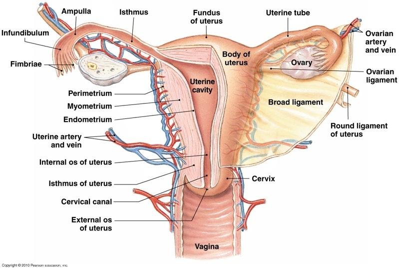 egg Body, fundus, cervix Layers of the uterus: