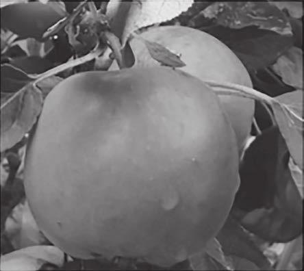 3 Apple scab is a disease that infects apple trees. Fig. 3.