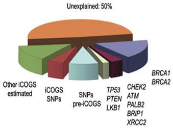 Explained heritability of breast, and ovarian cancer what s the status after icogs?