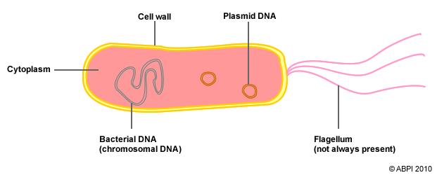 Prokaryotic Chromosome Structure Structure Bacteria have a one single loop of DNA Where is