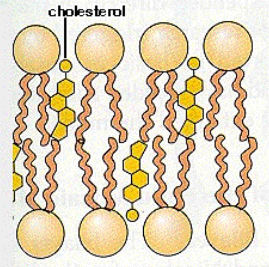 Cholesterol http://courses.cm.utexas.edu/jrobertus/ch339k/overheads-2/ch11_cholesterol.