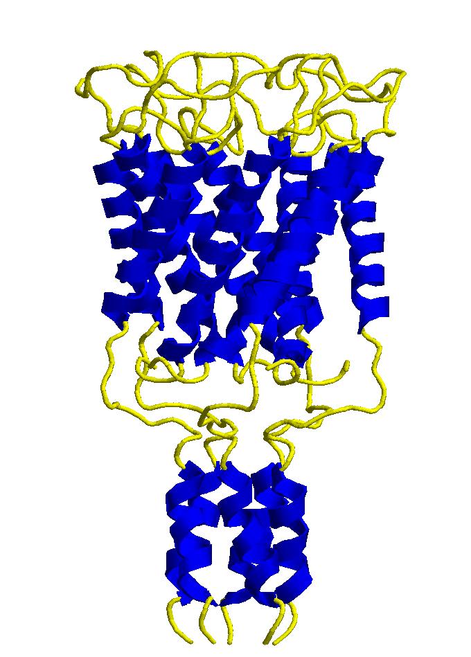 Membrane Proteins extra cellular domain transmembrane domain intra cellular domain α-helices are