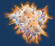 the APC Active T-cell Fully activated, the