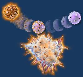 Inactive T-cell T-cells proliferate and