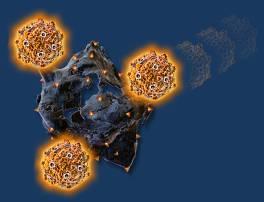T-cells in the body The precise mechanism
