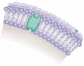 1-MCP and Ethylene are Present Cell Membrane