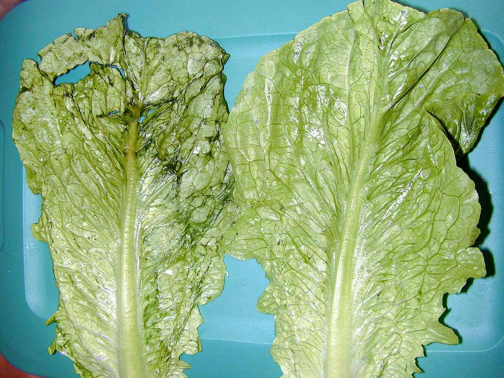 Gaseous Ozone Romaine lettuce 1 day 6 C/95% RH Considerations