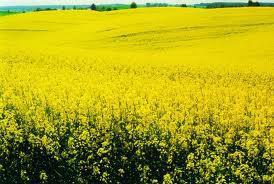 ANTIOXIDANT PROPERTIES OF RAPESEED CAN BE MODIFIED BY CULTIVATION AND
