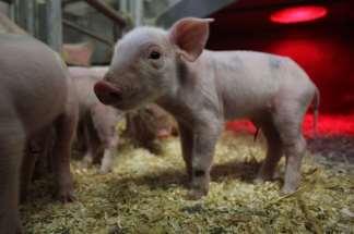 Why is it not easy! The pigs do not use the cup automatically Pigs over 1 kg at birth: 80 % of the pigs use the cup (Report no.
