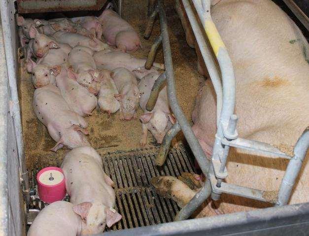 How to increase egen-fravænning The pigs must use the cup The cup must be clean The system must be clean so