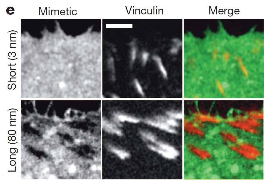 2-3. Integrin Clustering Driven by Glycopolymer cells: glycopolymer (3 nm or 80 nm)-introduced non-malignant mammary epithelial cell (MCF- 10A) vinculin: adapter protein scale bar: 3 µm Longer