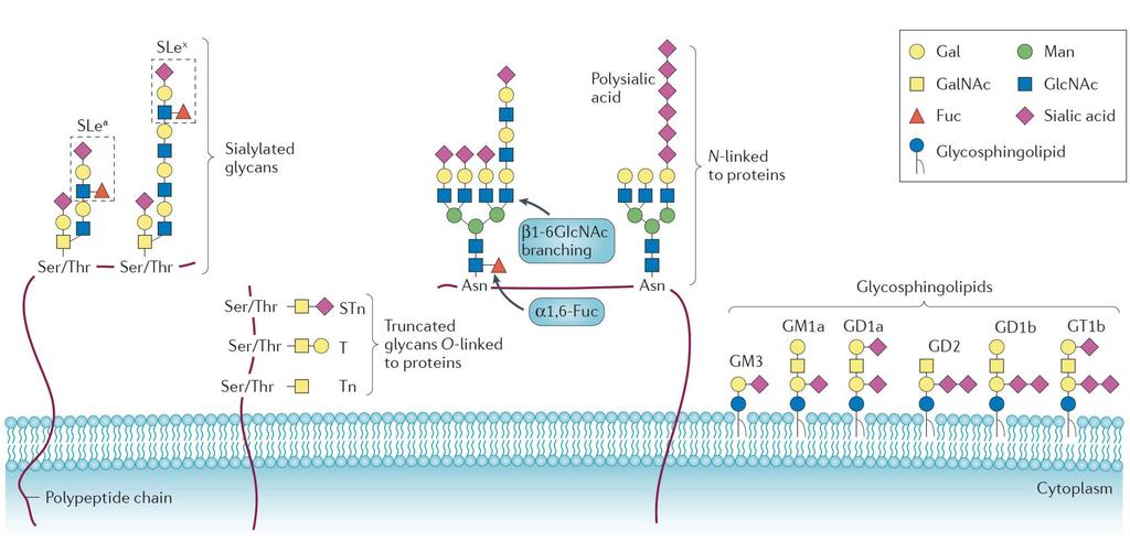 1-3. Glycosylation Alteration in Cancer Cells Several glycoprotein and origosaccharides are known to be overexpressed