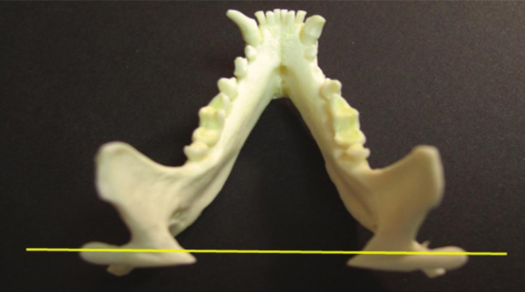 Fig. 1. Mammalian carnivore mandible with condyles in a linear plane (yellow line) perpendicular to the midline.