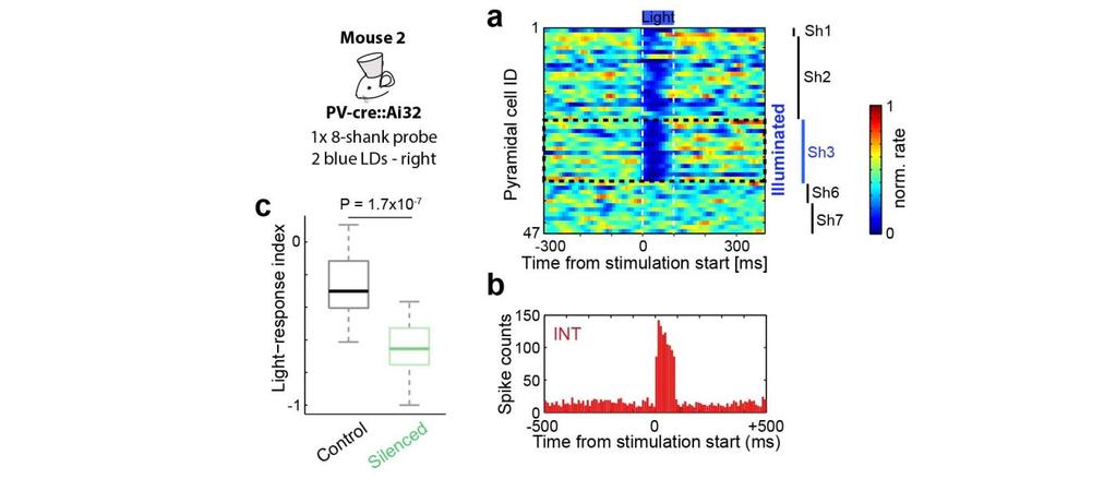 Supplementary Figure 5 Indirect silencing of pyramidal cells by optogenetic activation of inhibitory PV cells in the PV-cre::ChR2 mouse.