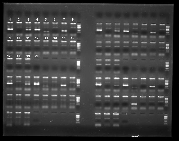 After hybridization and wash, strips were incubated with streptavidinhorseradish peroxidase, followed by a chromogenic substrate (figure 1a).