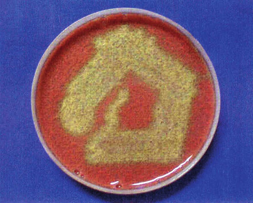 agar, and incubation at 37 C for 24 h, the growth of alpha-hemolytic colonies were identified [Figure 7].