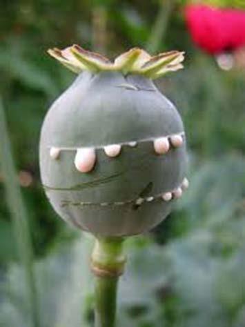Opioids 1. Opioids are a class of drugs chemically similar to opium poppies. 2.