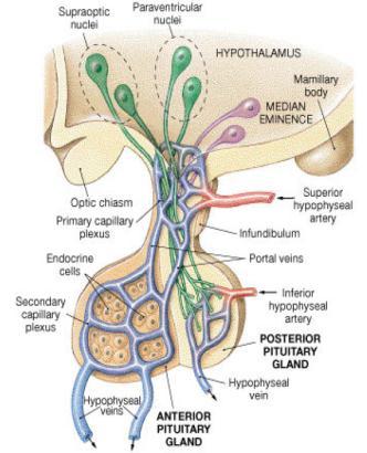 If lower pituitary stalk or anterior lobe low anterior pituitary hormones no response to releasing hormones High