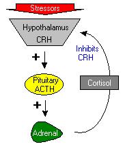 Adrenal axis