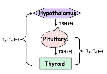 Thyroid axis Most thyroid conditions in pediatric patients are primary: Hashimoto thyroiditis (Primary hypothyroidism)