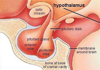 Pituitary Anterior pituitary Adenohypophysis ACTH, TSH, FSH, LH, PRL, GH, MSH Endocrine