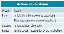 Calcitonin Parafollicular C cells in the thyroid gland Unknown physiological funcbons Inhibits absorpbon from the gut
