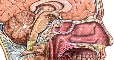 Hypothalamus Neural regulabon of the autonomic nervous system -