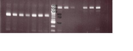PCR results from E1-2 and xxx N 1 2 34 5 6 7 1 2 3