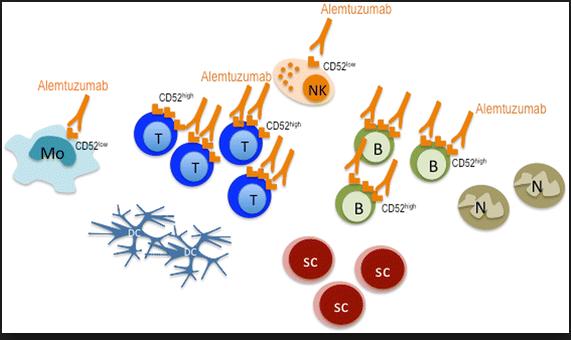 Alemtuzumab (Lemtrada ) Used in the treatment of relapsing-remitting MS Mechanism of action: depletion of CD52- expressing T cells, B cells, natural killer cells, and monocytes CARE-MS: compared to