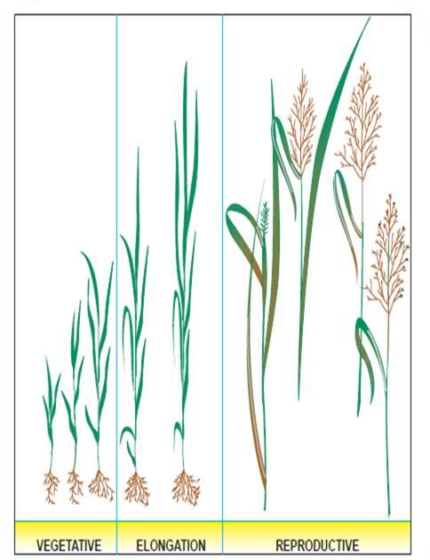 Figure 1.2 Stages of forage plant maturation. (https://www.onpasture.