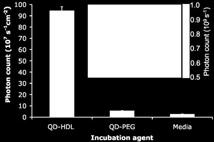 QD-HDL: Macrophage