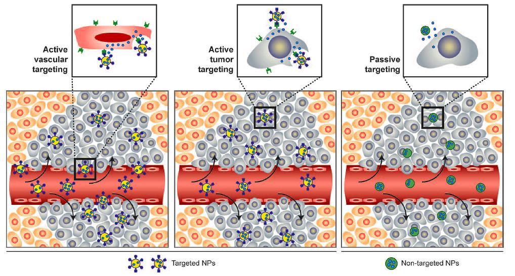 Nanoparticle targeting