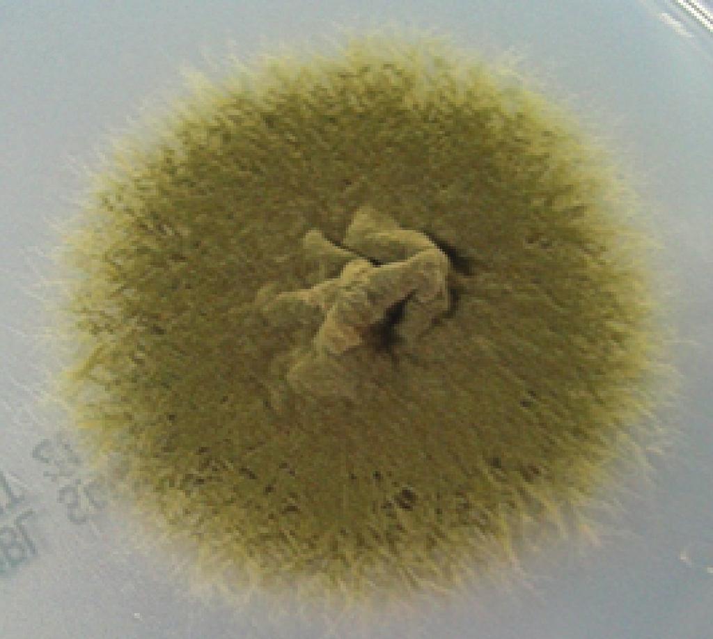 Alternaria alternata grows as a wooly mold that is