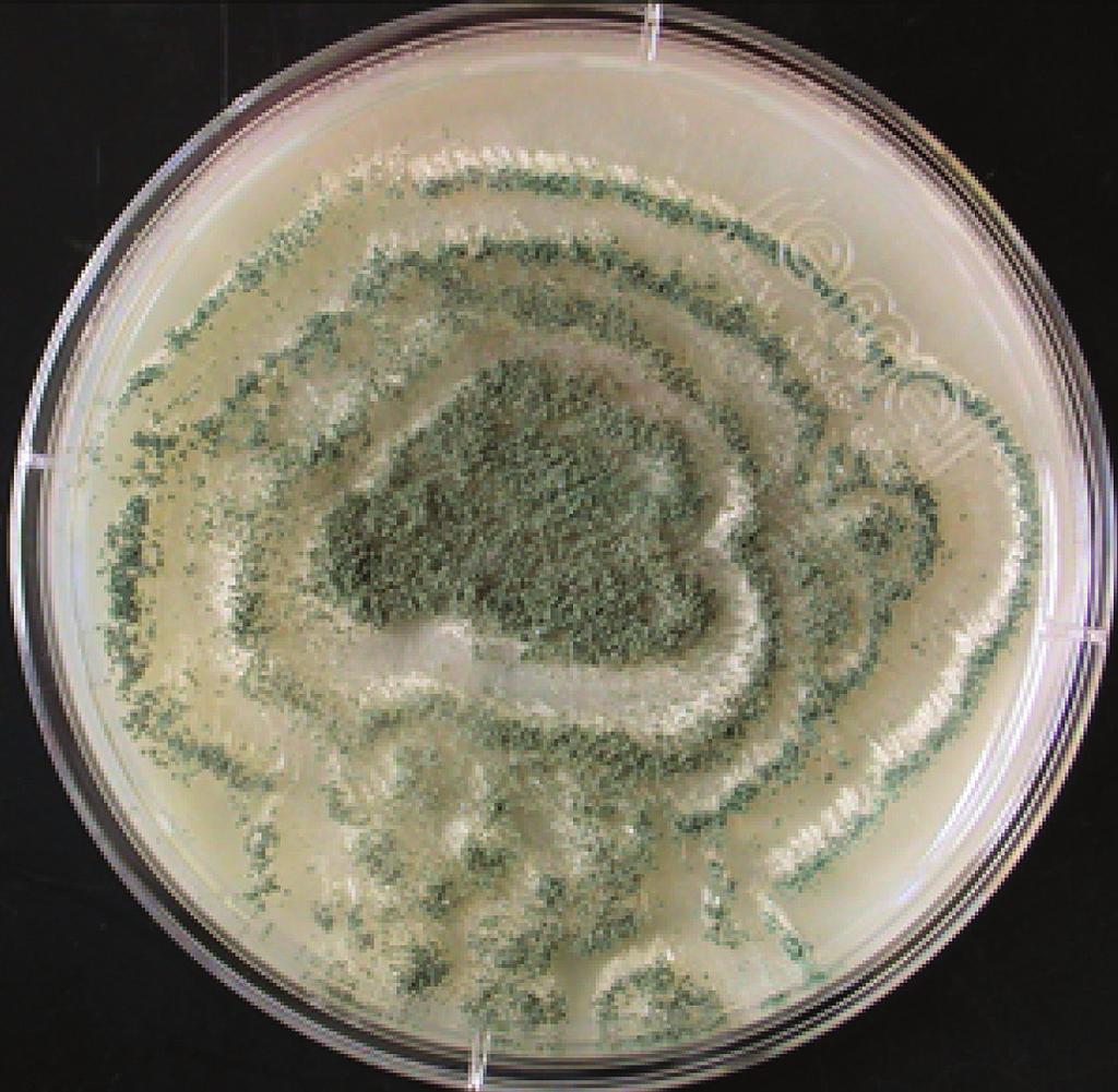 Aspergillus clavatus Essential Facts Culture Characteristics: Aspergillus clavatus grows moderately rapidly to form a blue-green mold with a white periphery at 25 C on routine mycology media.