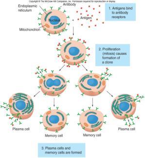 B Lymphocytes (B cells) T-cells (Helper T-cells & Cytotoxic T-cells) When B cells binds to an antigen it becomes activated Makes clones. memory B cells.