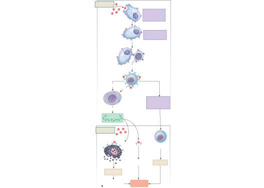 cells and Memory B-Cells secrete Infected cell undergoes apoptosis and dies.