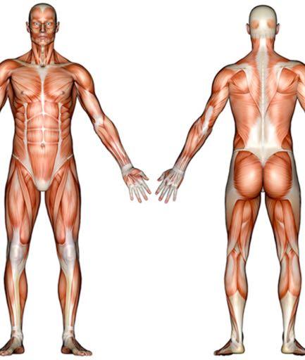HUMAN MUSCLES 600 muscles in human body Skeletal muscles:
