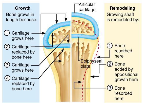 Longitudinal Bone Growth Longitudinal Growth (interstitial) cartilage continually grows and is replaced by bone Bones lengthen entirely