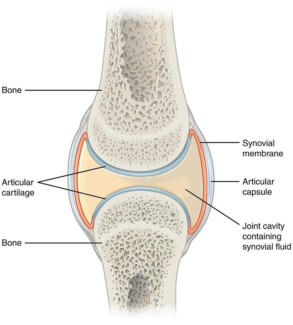 Synovial joints Synovial joints are most commonly found throughout the limbs.