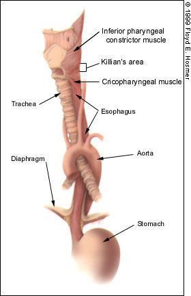 Esophagus esophageal