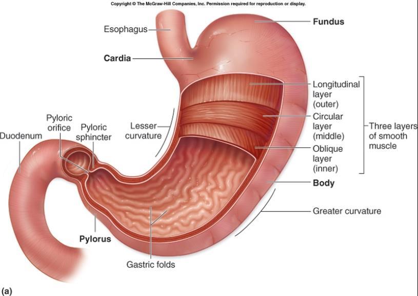 STOMACH MUSCLES: