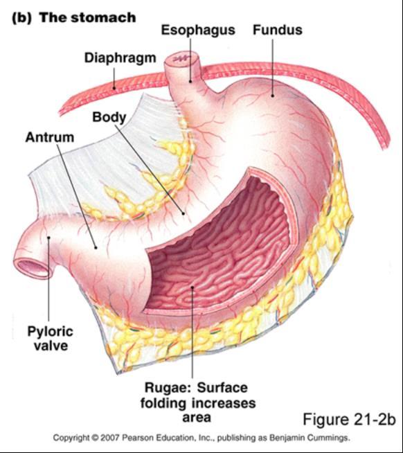 Stomach Regions Cardiac Fundic Body