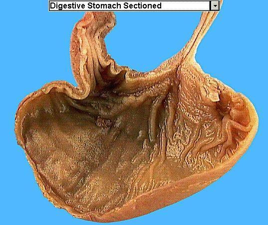 Chyme - paste, after food has been broken down, released then into the duodenum via the
