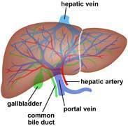 Liver - ducts and vessels
