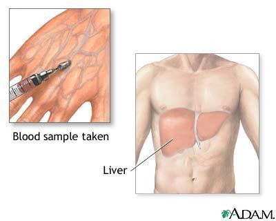 Liver Functions 1. blood glucose levels 2. breakdown of lipids and fats 3.