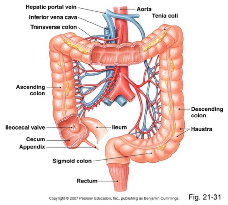 Large Intestine Cecum Appendix Colon (4 parts) - Ascending