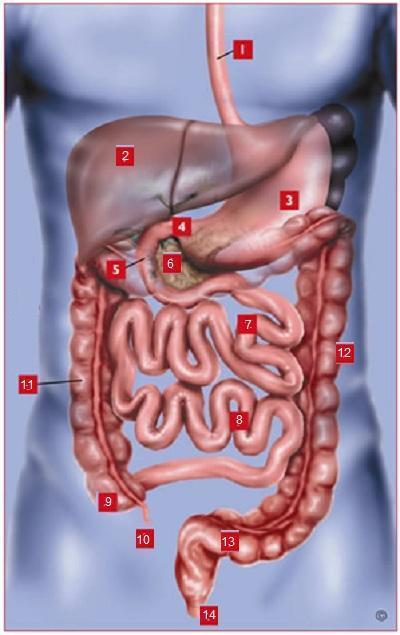 1. esophagus 2. liver 3. stomach 4. pyloric sphincter 5. duodenum 6. pancreas 7. jejunum 8.
