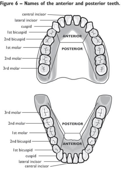 Teeth Incisors Cuspid